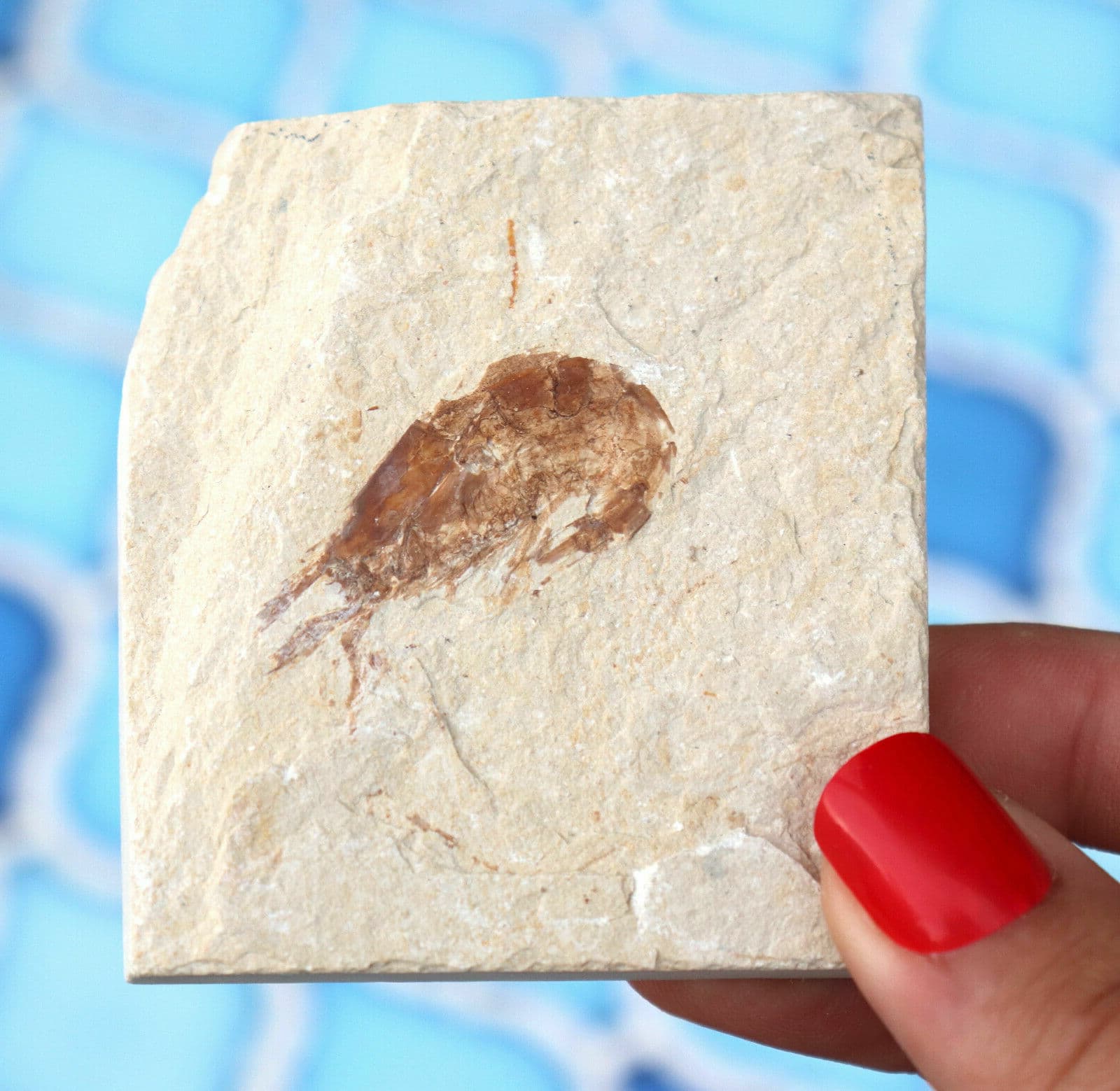 Fossil Shrimp From Solnhofen Germany    Well Preserved History Jurassic 6.6 Cm's 5