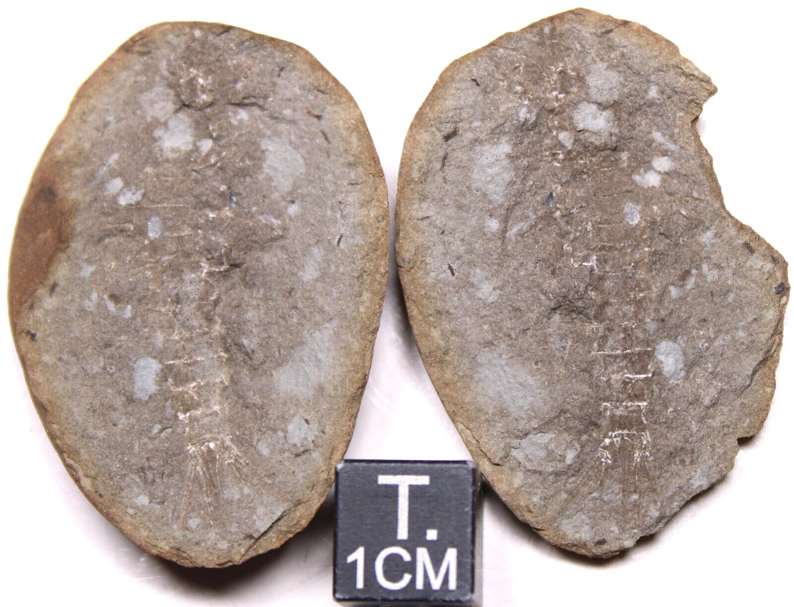 Mazon Creek Acanthotelson stimpsoni Syncarid Shrimp Fossil Carboniferous IL