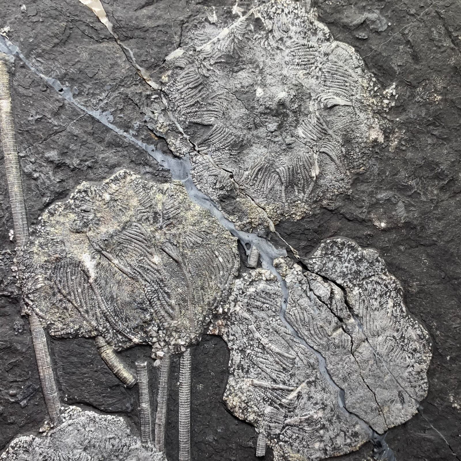 2120 grams of fossils of crinoid from the Guanling Biota in Guizhou 4