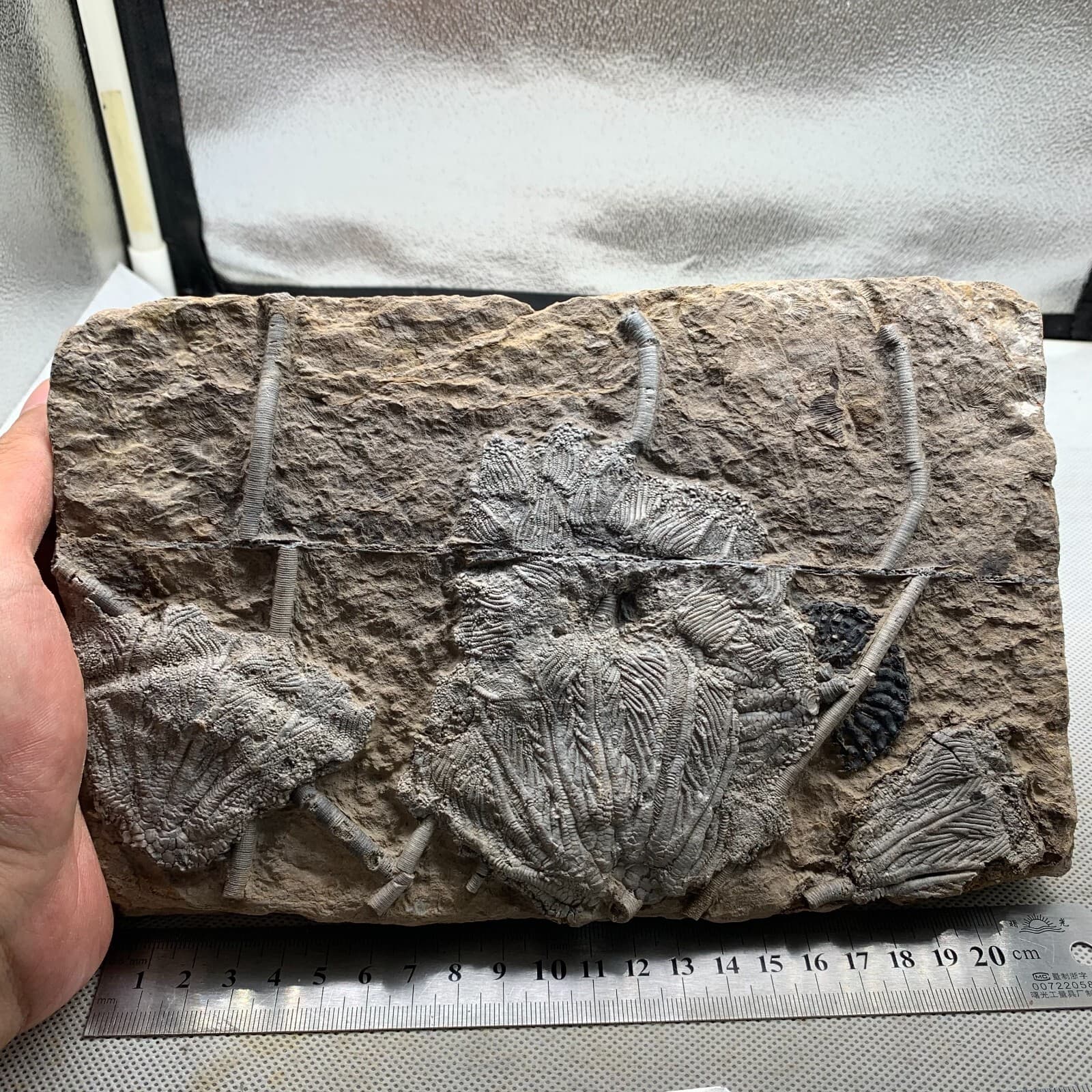 1650 grams of fossils of crinoid from the Guanling Biota in Guizhou 6