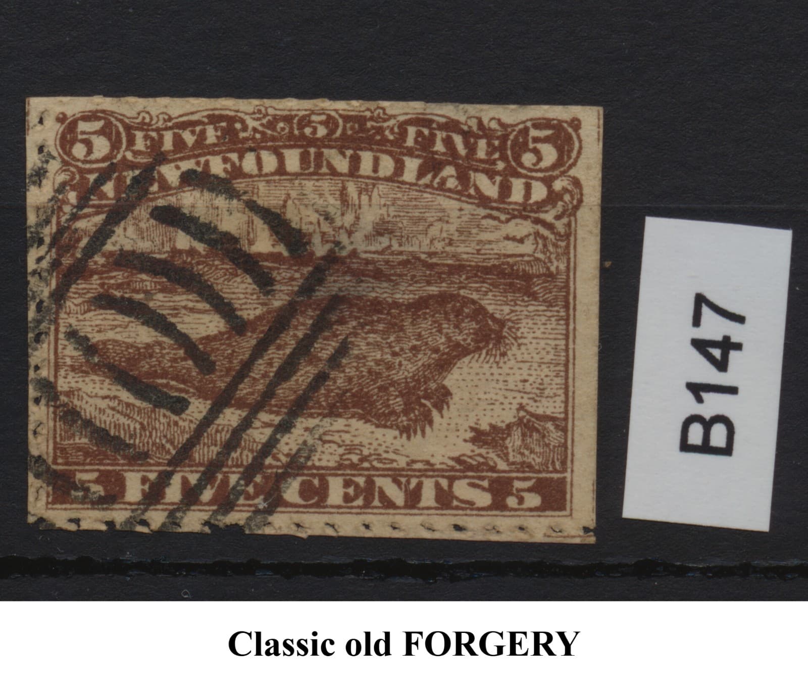 Forgery of Newfoundland 1865 - 5¢ brown Harp Seal - B147