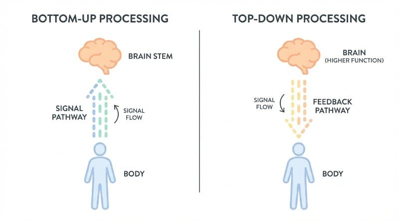 Brain Body Connection