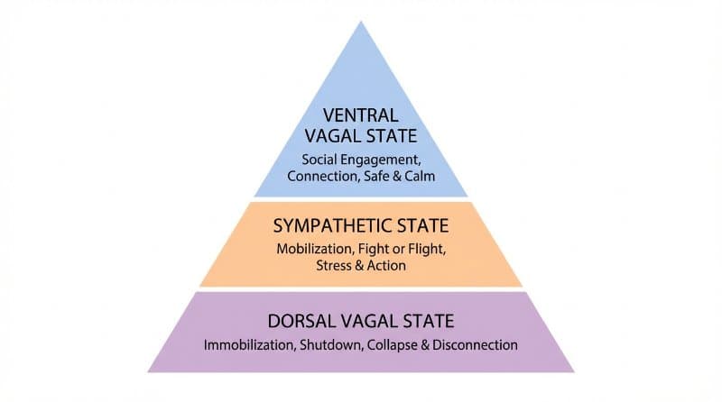 Vagus Nerve Hierarchy Diagram