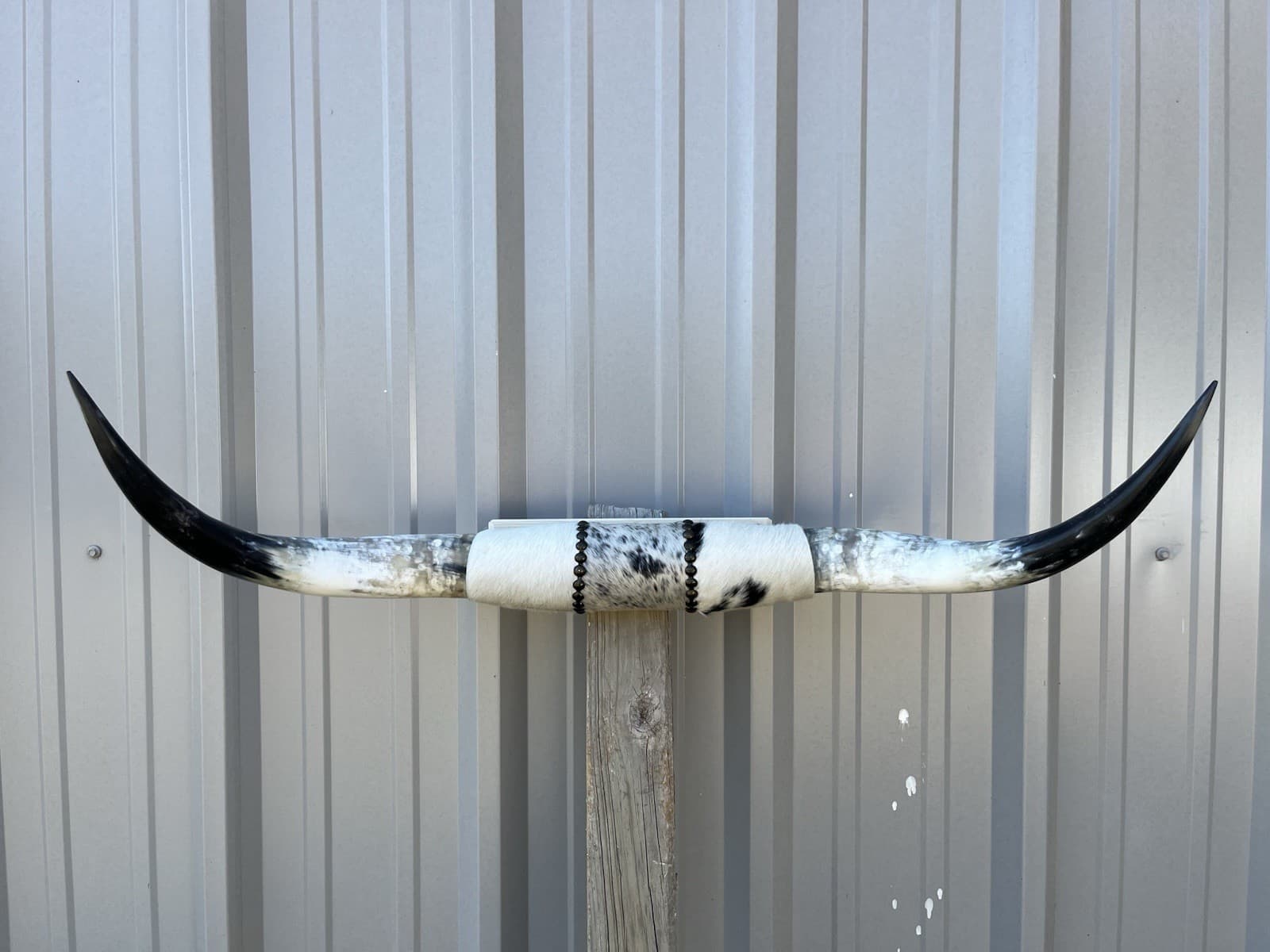 MOUNTED STEER HORNS 34 inch wide LONGHORN POLISHED MOUNT BULL COW
