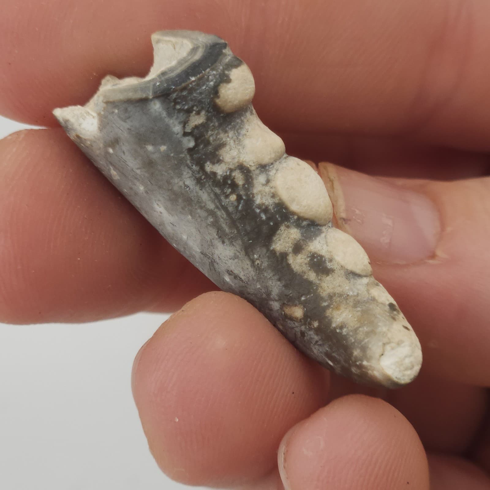 Crab Claw Fossil - Florida