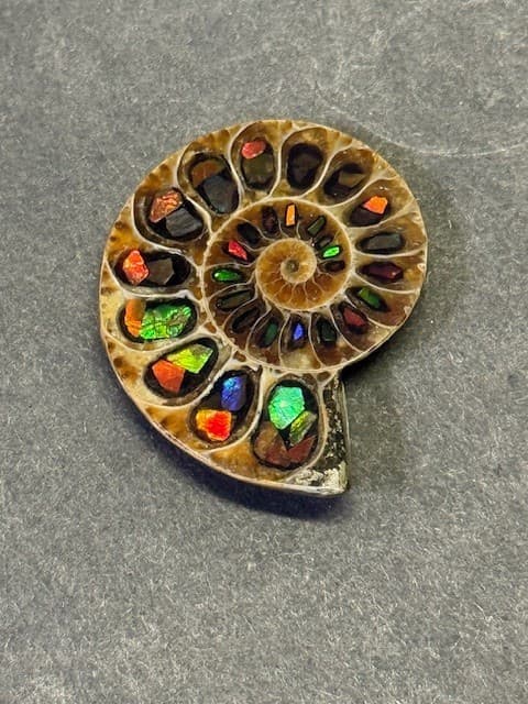 SPECTACULAR RARE,AMMOLITE(CANADA) INLAY IN FOSSIL AMMONITE(MADAGASCAR)SEE VIDEO!