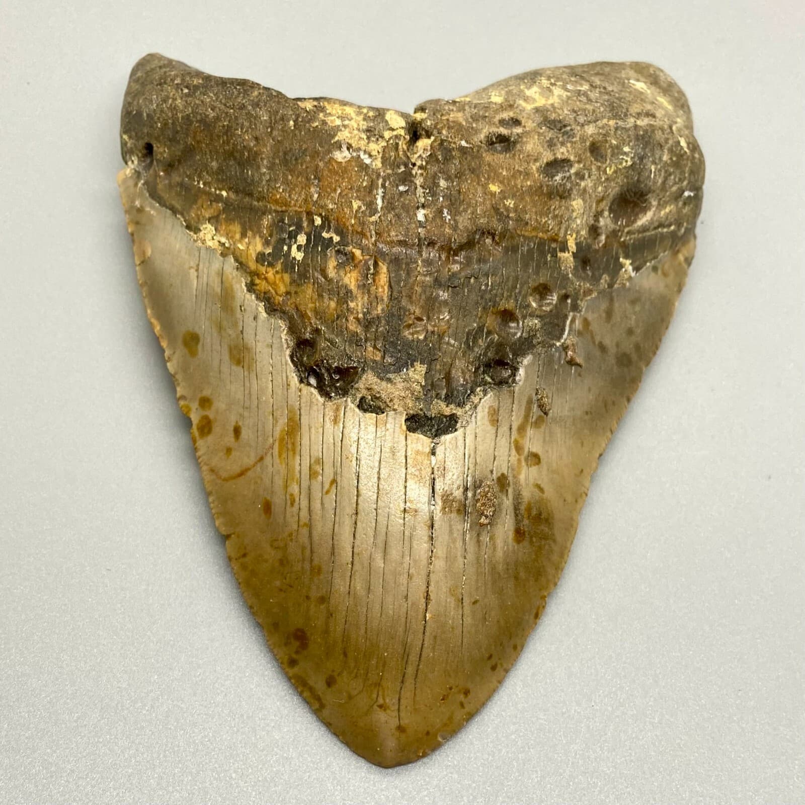 Large and Heavy 5.42" Fossil MEGALODON Shark Tooth - NC, USA