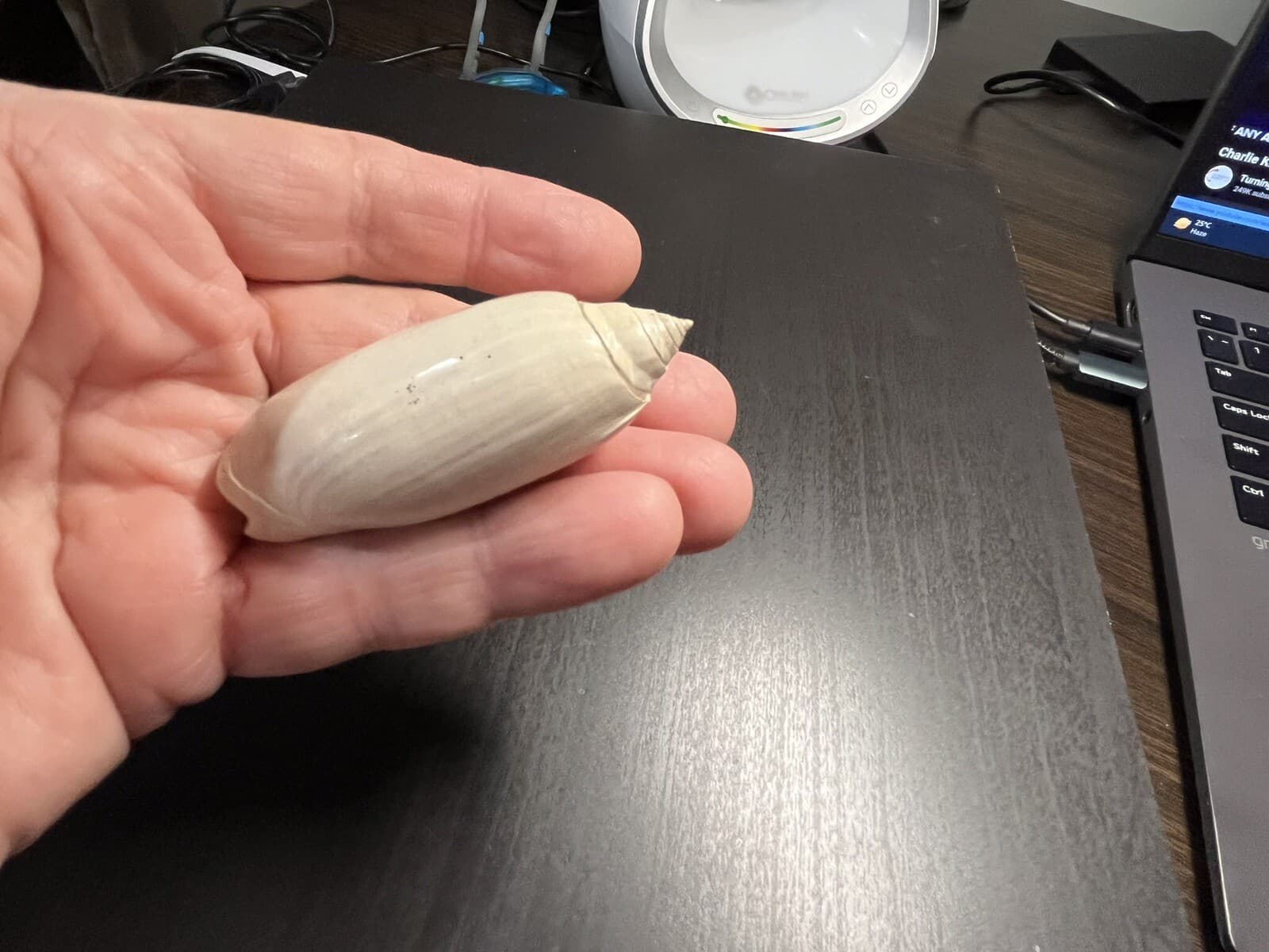 Fossil Olive Shell. Olividae Olivia Sayana. Lettered Olive Caloosahatchee Form