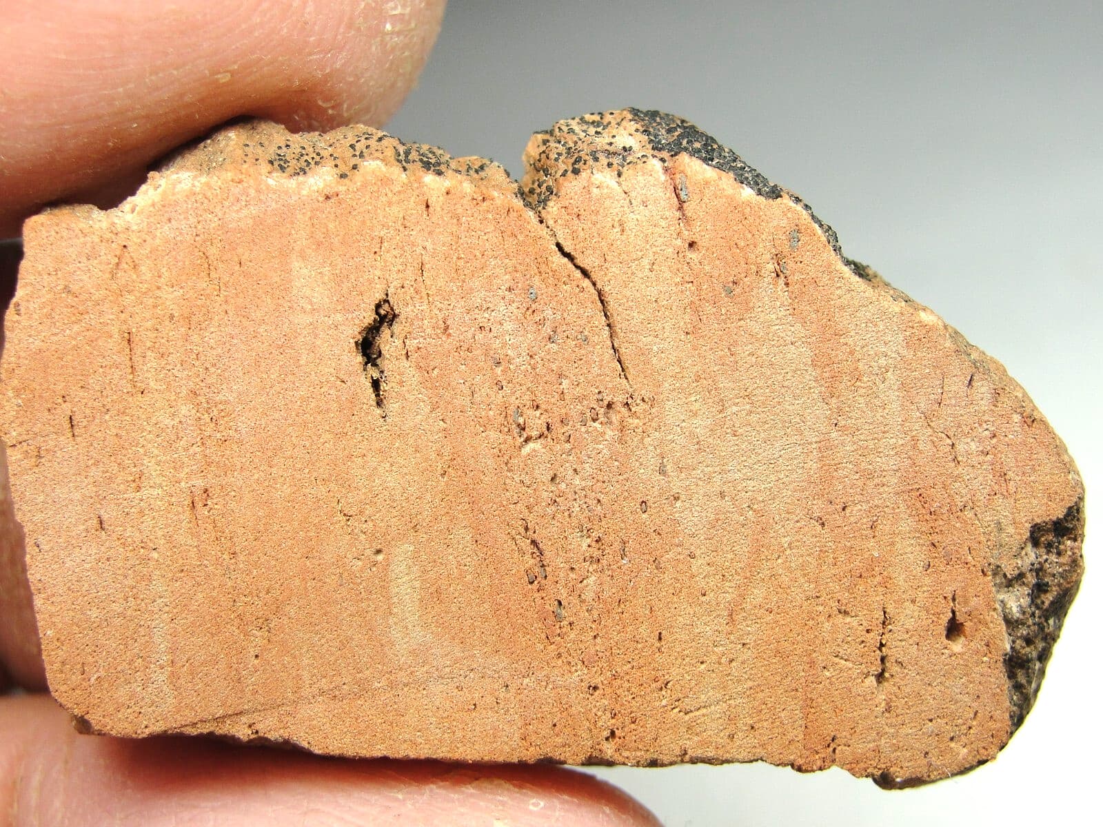 Rare KT Boundary Material - Montana - KT-0163 - 7.84g - Rare Claystone - Slice