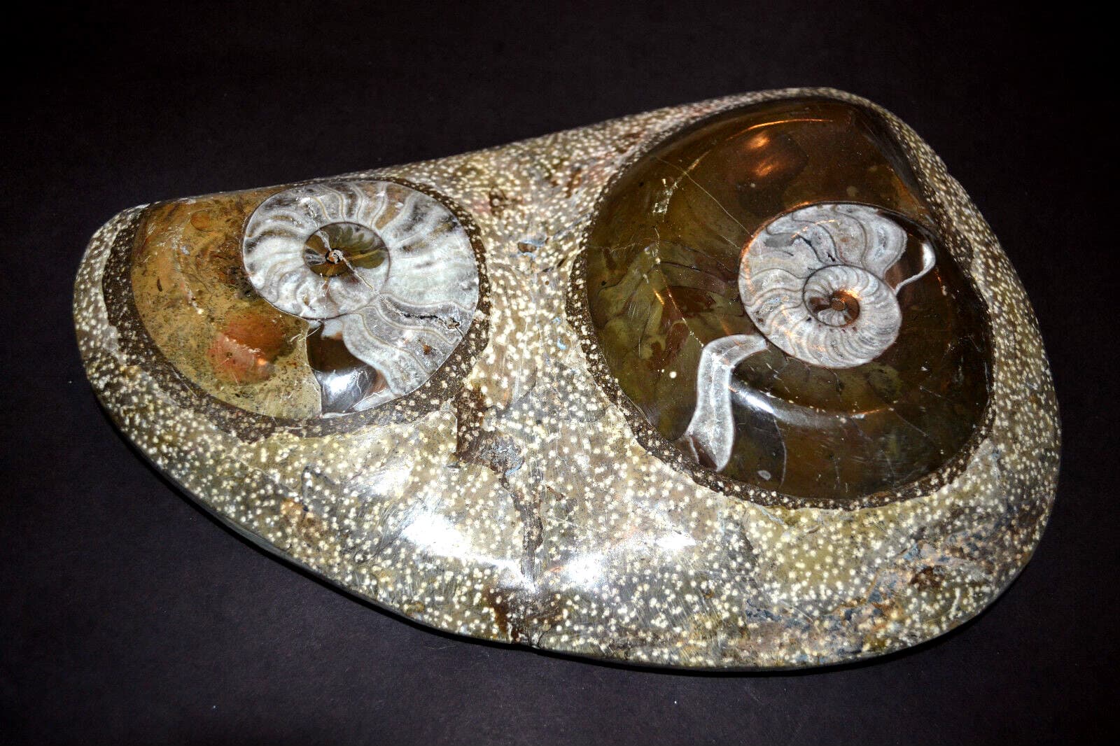 TWO (2) NAUTILUS NAUTILE FOSSIL EMBEDDED in ROCK shell jurassic beautiful art