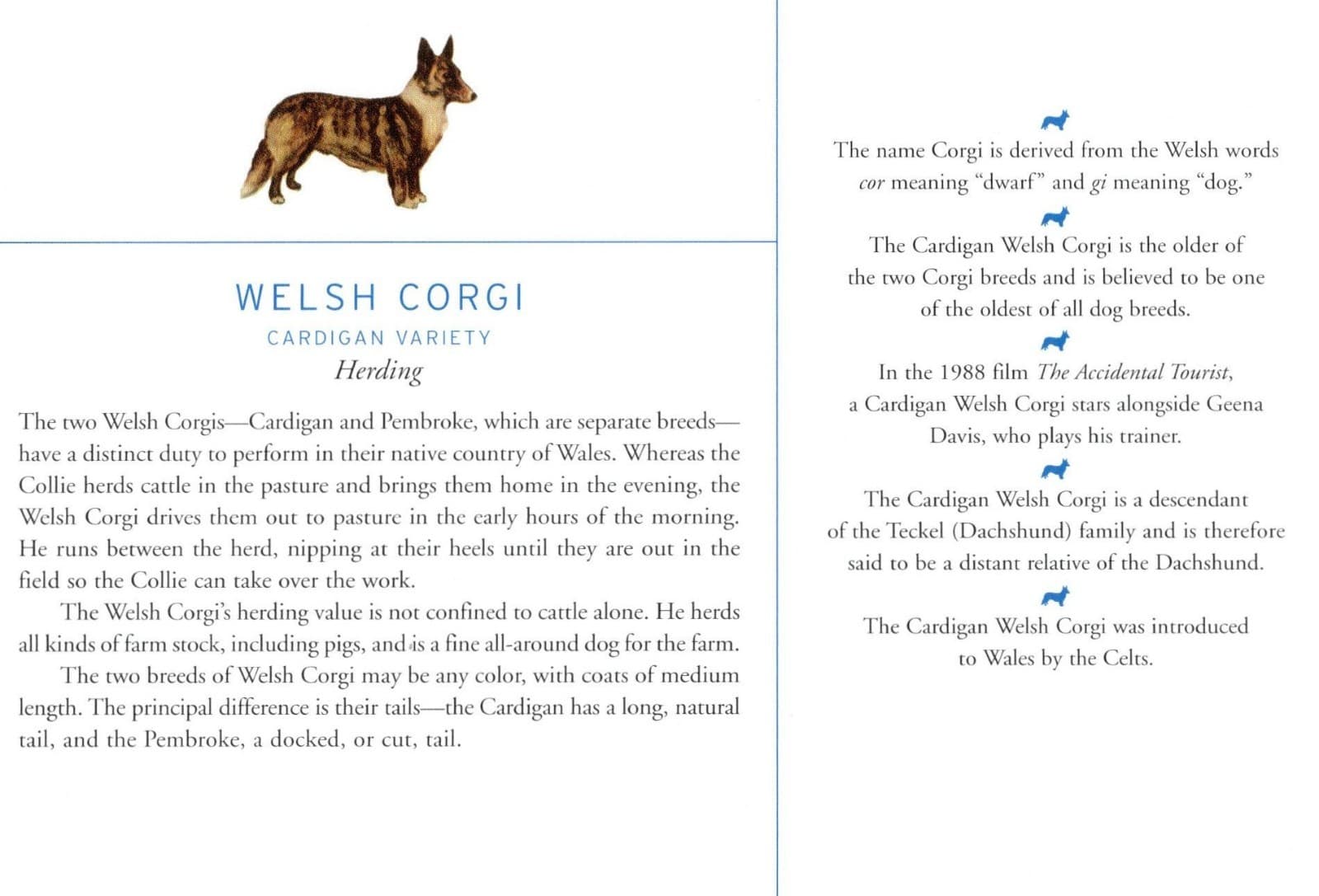 Welsh Corgi "C" - CUSTOM MATTED Dog Art Print - Breed Description and History