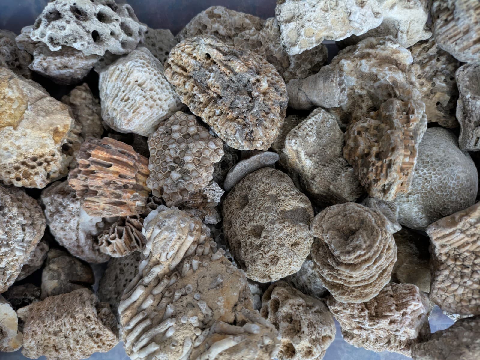 Ancient Marine Fossils 1/2 Lb High Quality Specimens!! Random Assortment