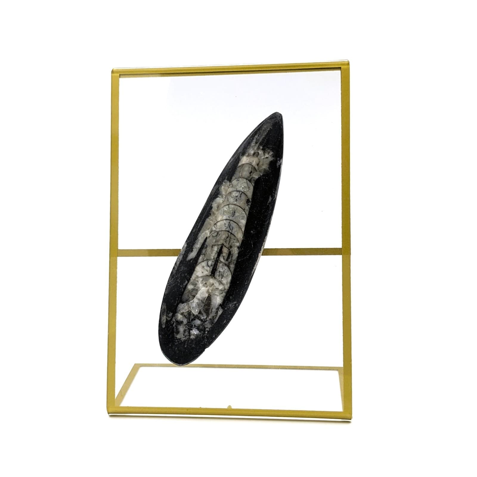 Fossil of Orthoceras on Display Real Fossil Specimen Polished From 450 Million y