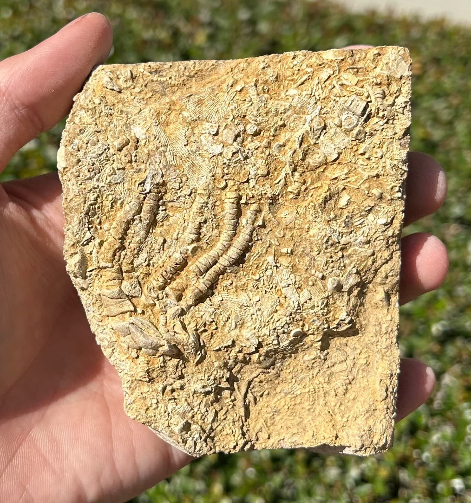Alabama Fossil Crinoid in Matrix Oklahomacrinus Bangor Limestone Formation