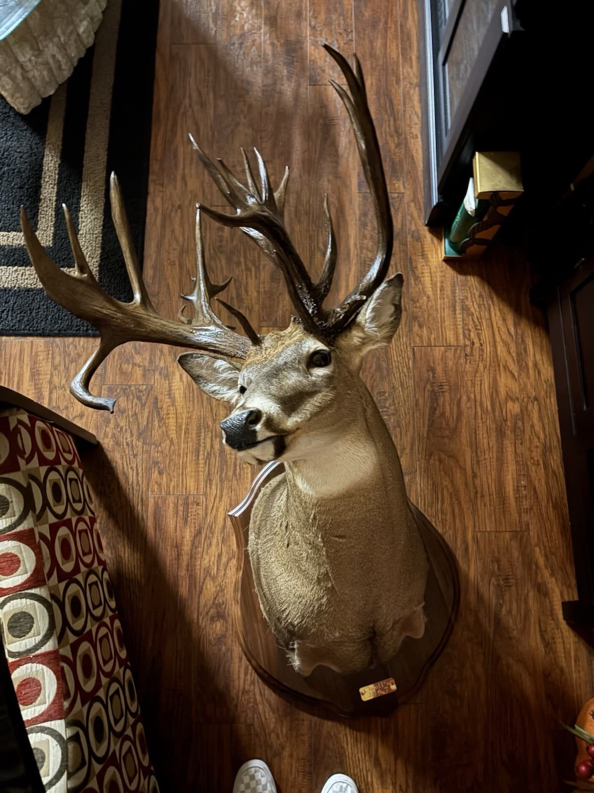 200 Plus Inch Whitetail Deer Shoulder Mount