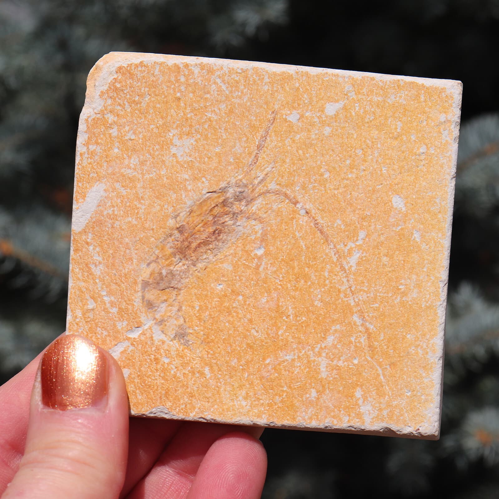 Fossil Shrimp Solnhofen Germany Jurassic Well Preserved History 8.2 Cm's