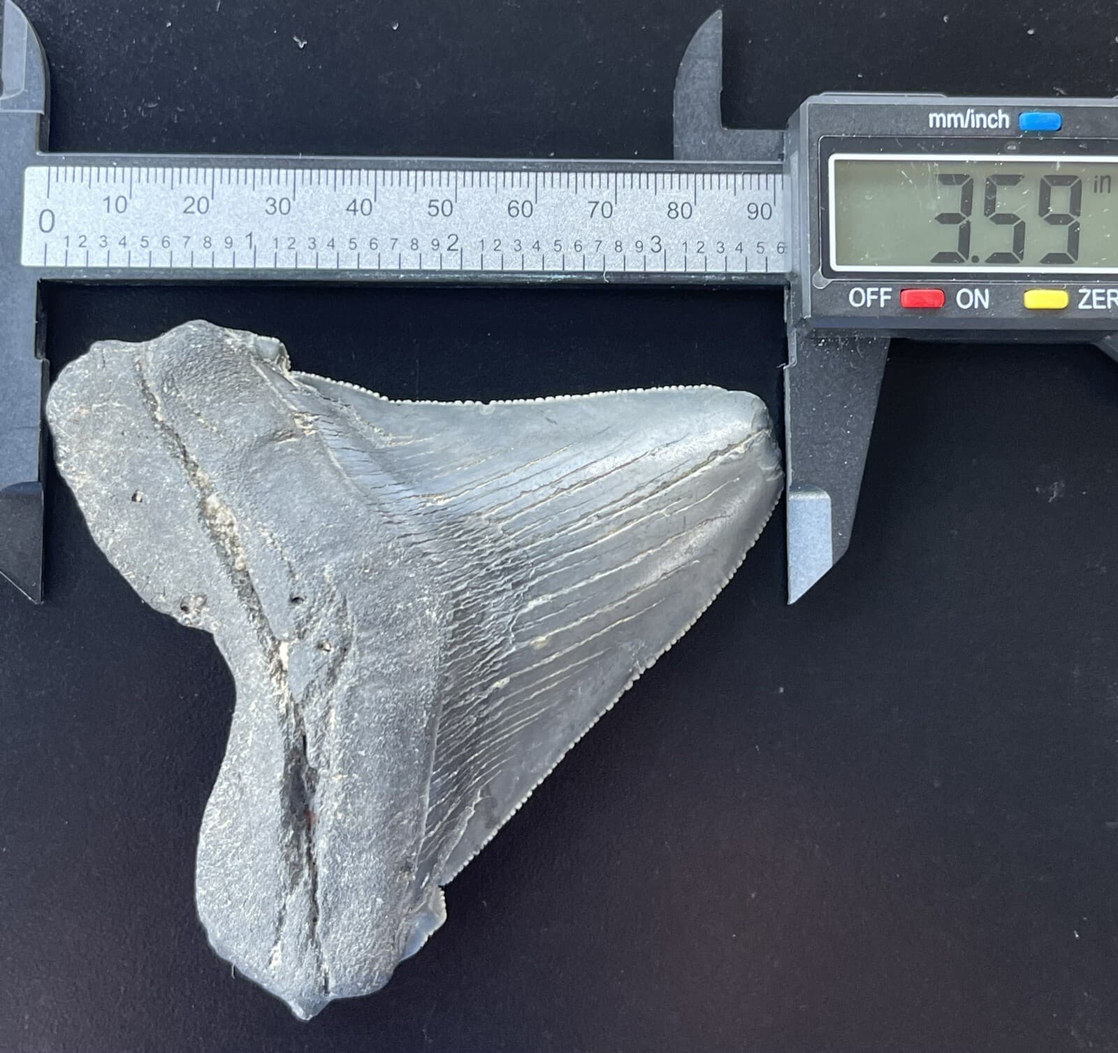 XXL Fossilized Angustidens Shark Tooth