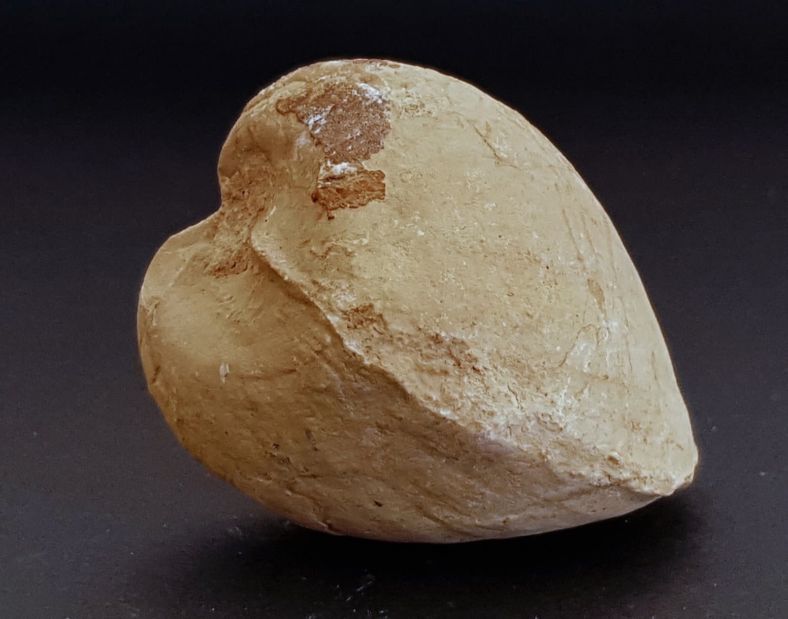 TETHYS OCEAN Fossil Shell or Impression Triassic-Jurassic-Cretaceous-Oligocene