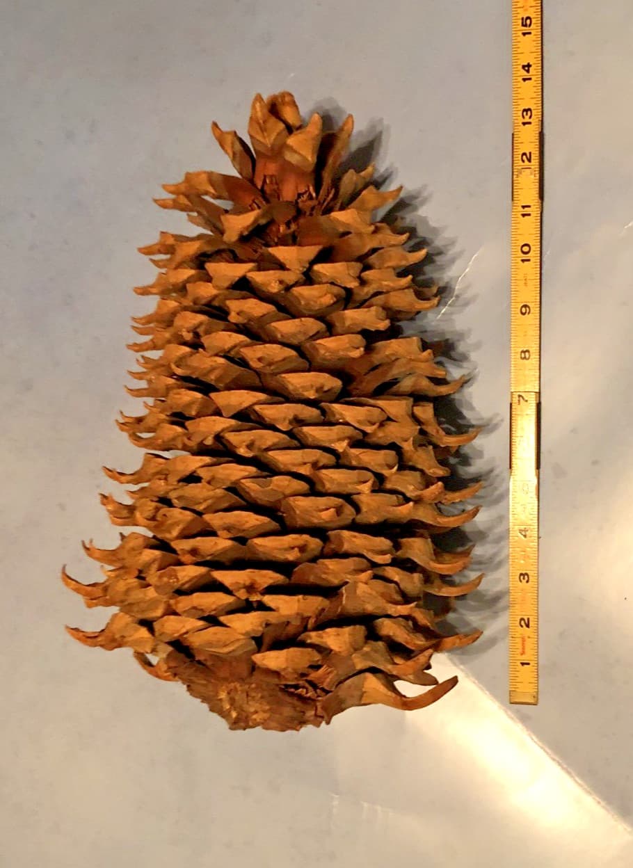 Giant California Widowmaker Coulter Pine Cone 14 inch 3.1 Pound Pinecone
