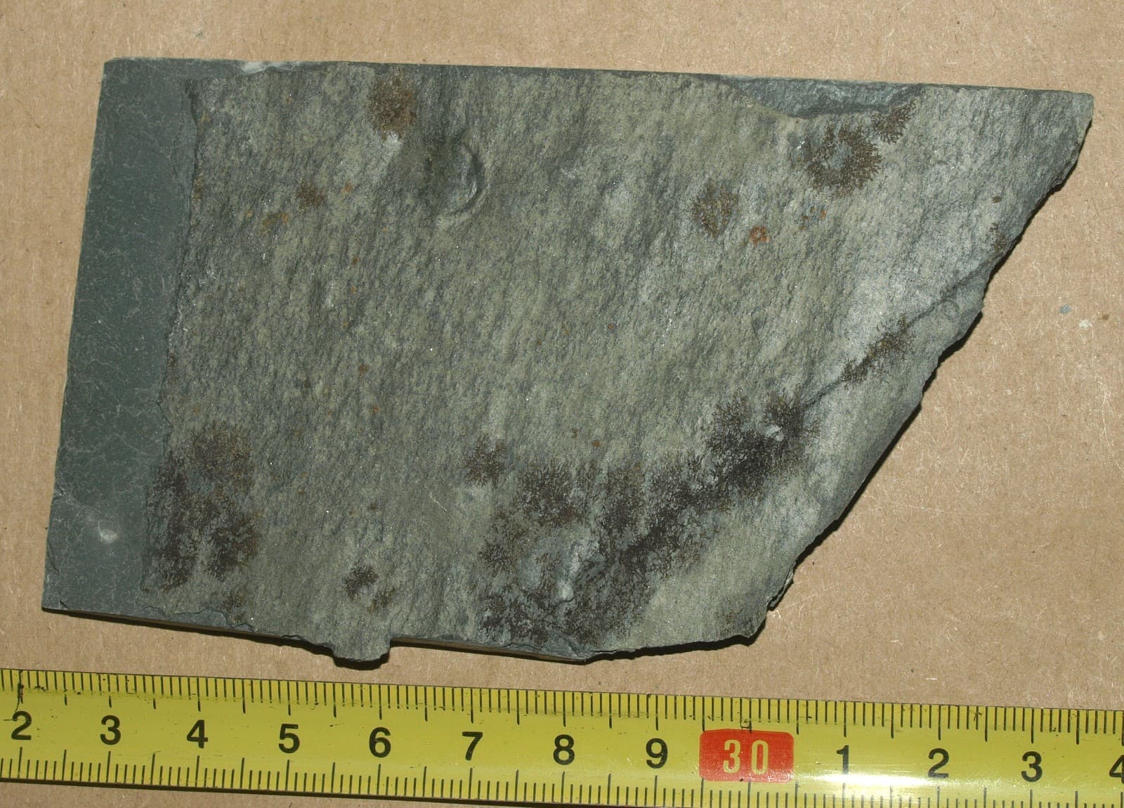 Ediacarian age fossils, Arctic Norway -SLAB with Aspidella and Medusinites