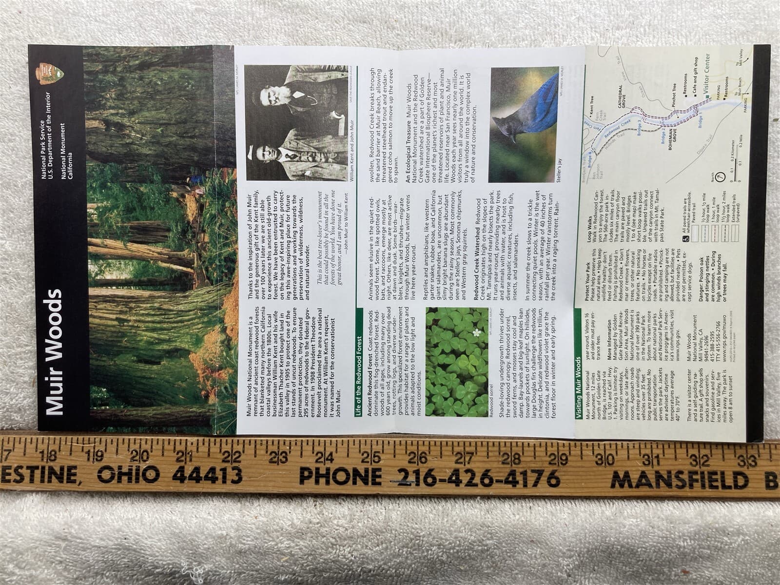 Muir Woods California National Park Service Brochure Vtg
