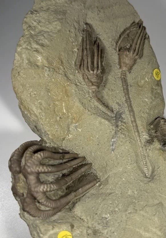 Detailed Crinoid Fossil Mortality Plate Crawfordsville Indiana Agaricocrinus