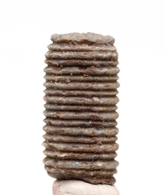 Crinoid Fossil Stem Echinoid Mineral Sea Life Specimen w/ Display Case & ID Card