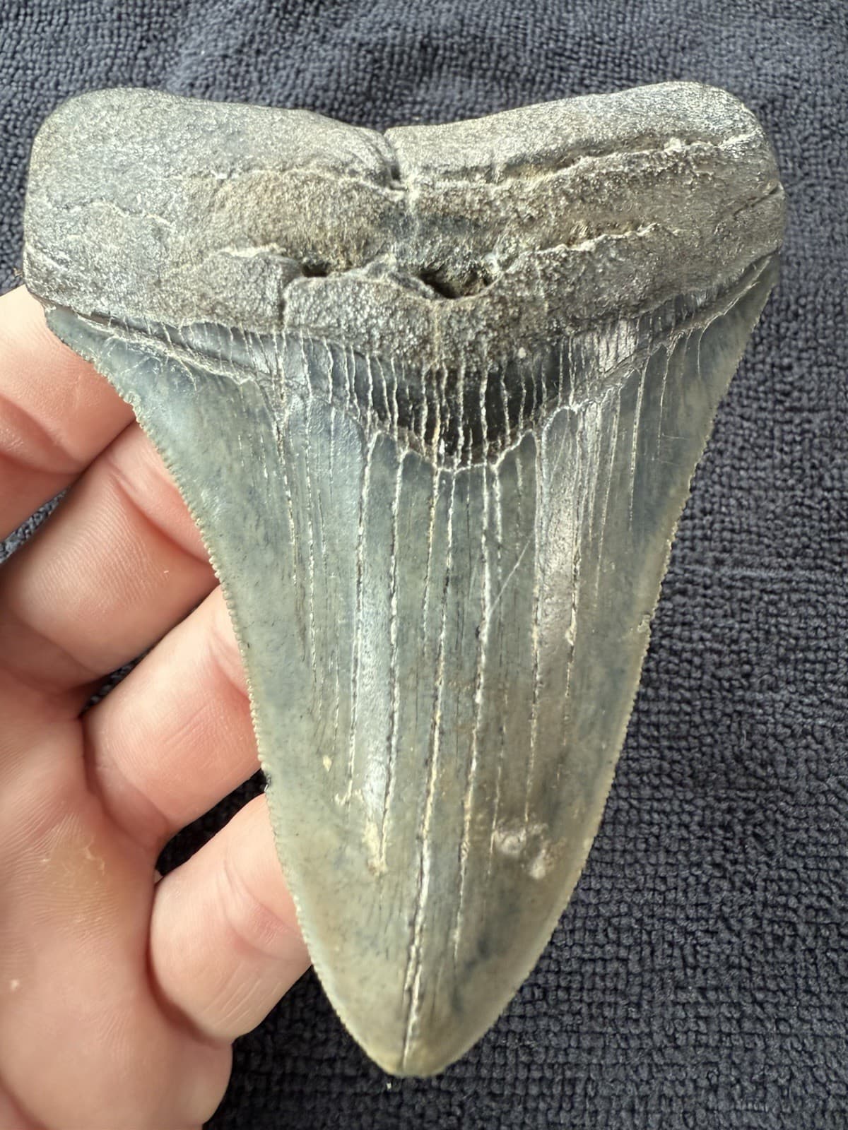 Fossilized Megalodon Shark Tooth, 4.36”
