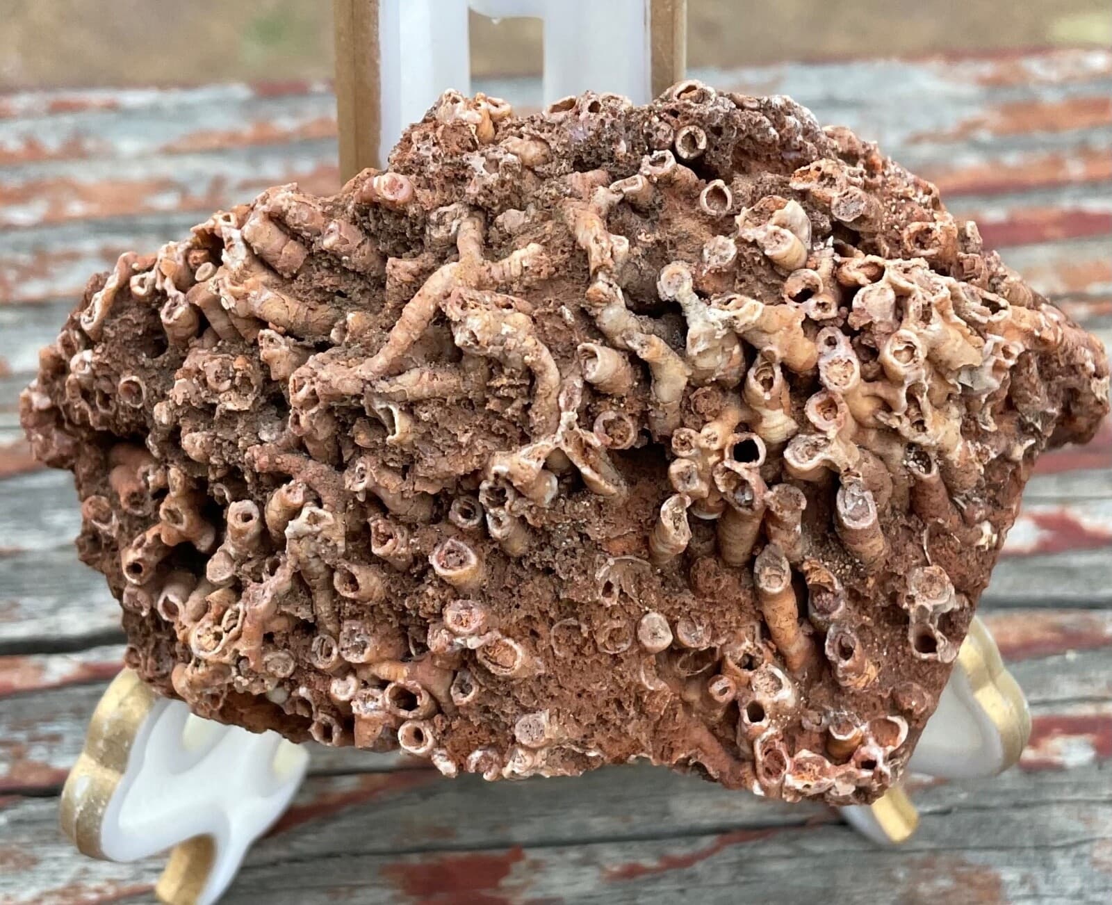 Fossil Tubes in Matrix - Ancient Sea Life - Payson Arizona 3” X 2”