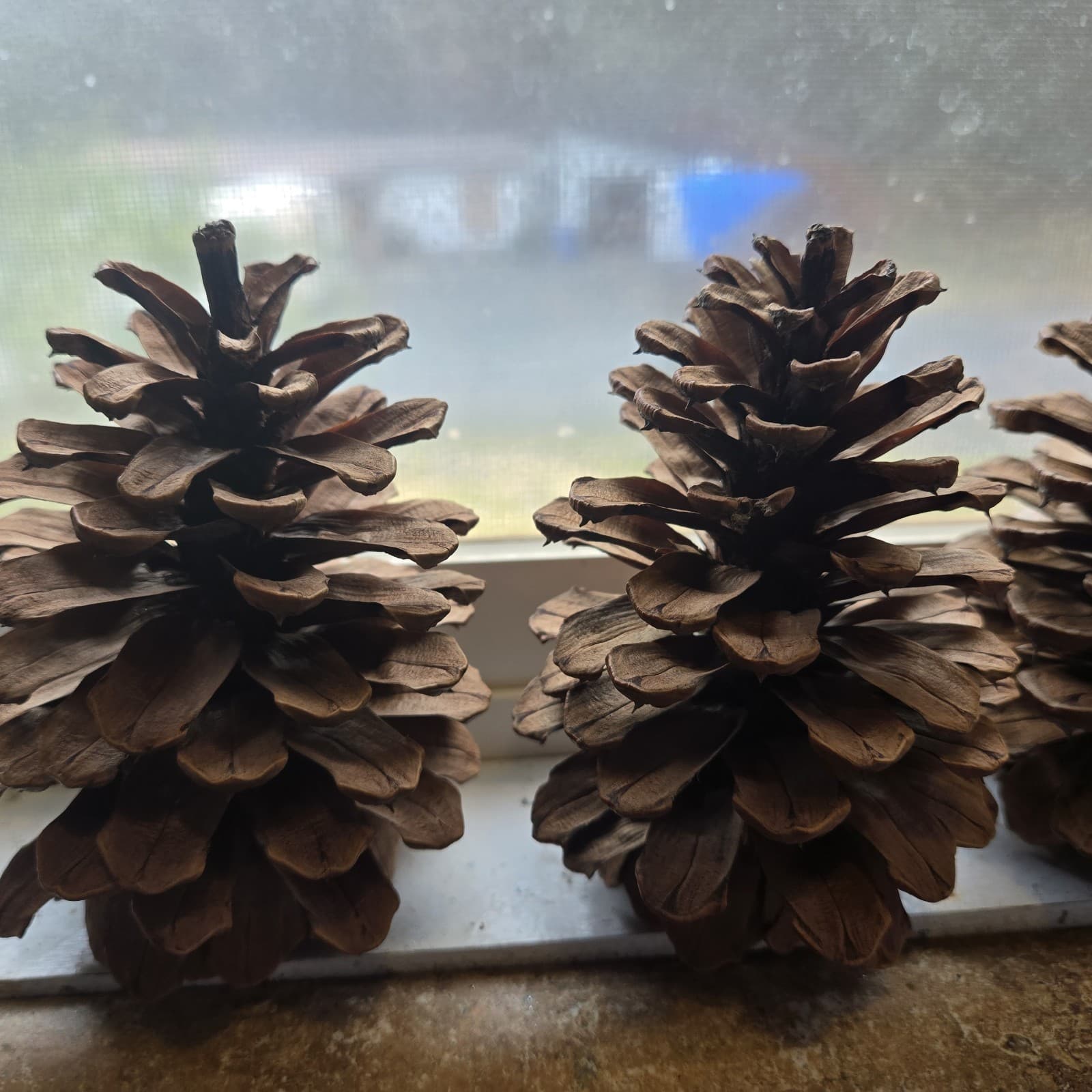 4 Nice Big Ponderosa Pinecones Over 5 Inches Washed And Oven Dried. 6 Ounces.