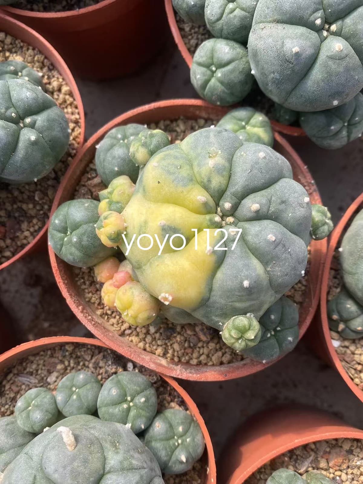 1PC Succulent Cactus williami Variegated Random SelfRoot Multi Heads plants