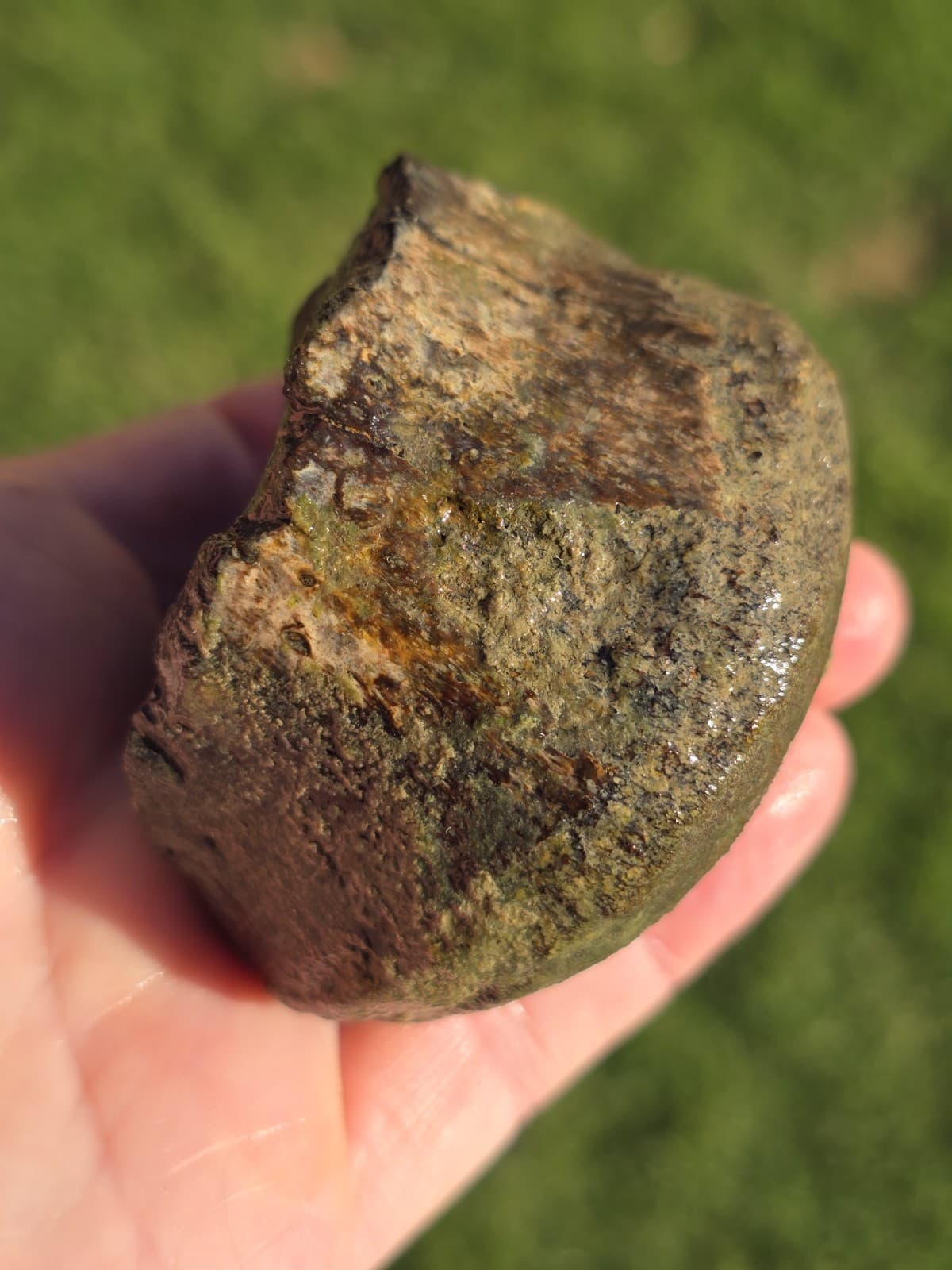 Huge Convex End Of Mosasaur Cervical Vertebrae TX Fossil Mosasaurus