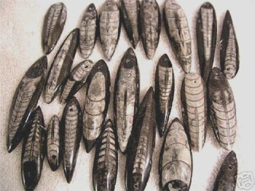 Orthoceras fossil pendant teardrop 1.5-2.5 inch polish both sides 6 pendant lot