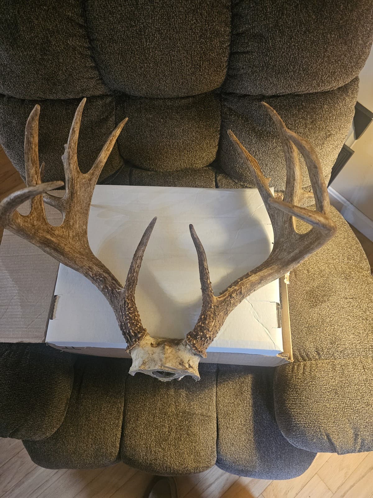 Whitetail Deer Antler Rack 160 Class Deer Antlers