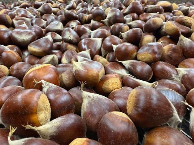 Fresh Sweet Chestnuts from Washington State 5 lbs Assorted sizes