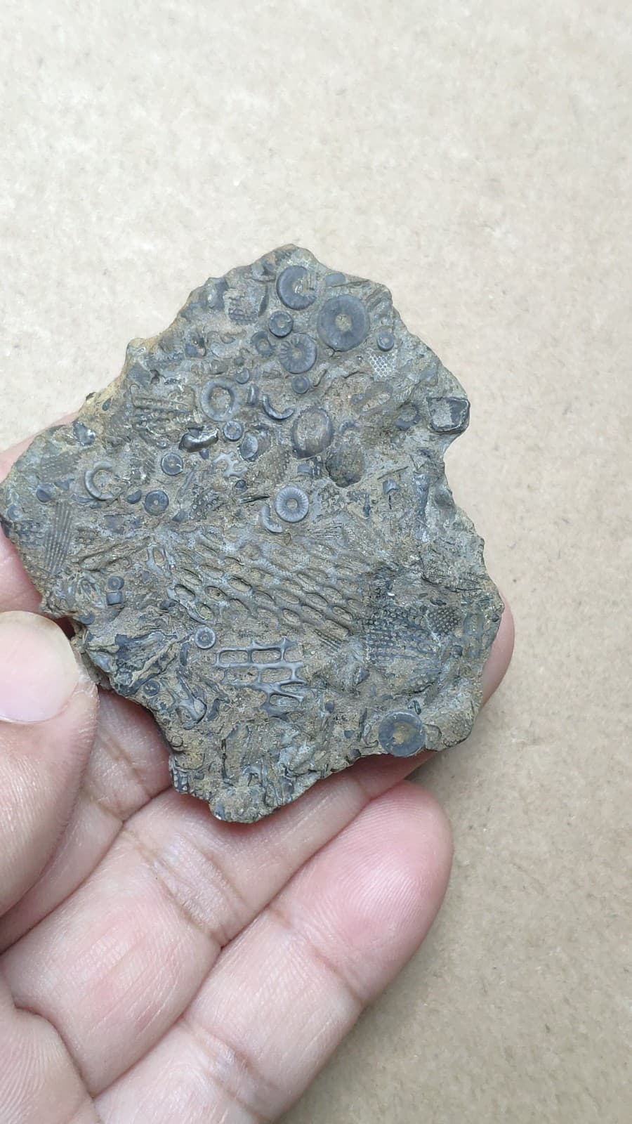 28g bryozoan Marine organisms Crinoid stem specimen from Cambrian Period