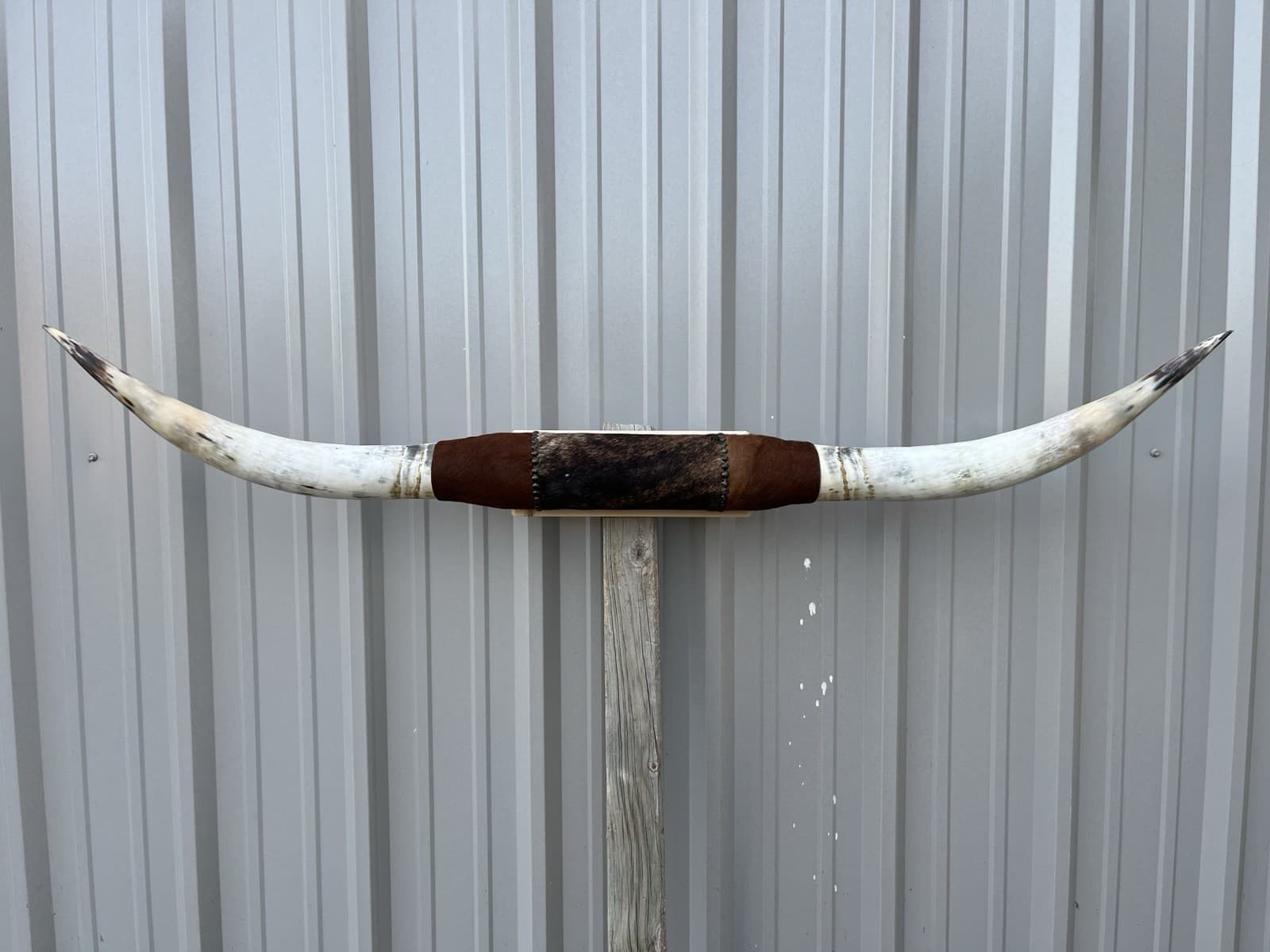 MOUNTED STEER HORNS 5 Feet 5 Inch wide LONGHORN POLISHED MOUNT BULL COW