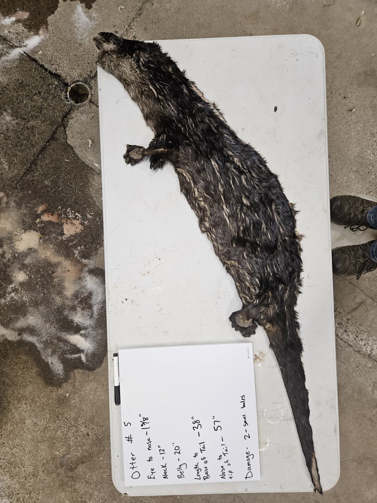 Taxidermy Wet Tanned Otter Hide Mountable Cape Horns Antlers