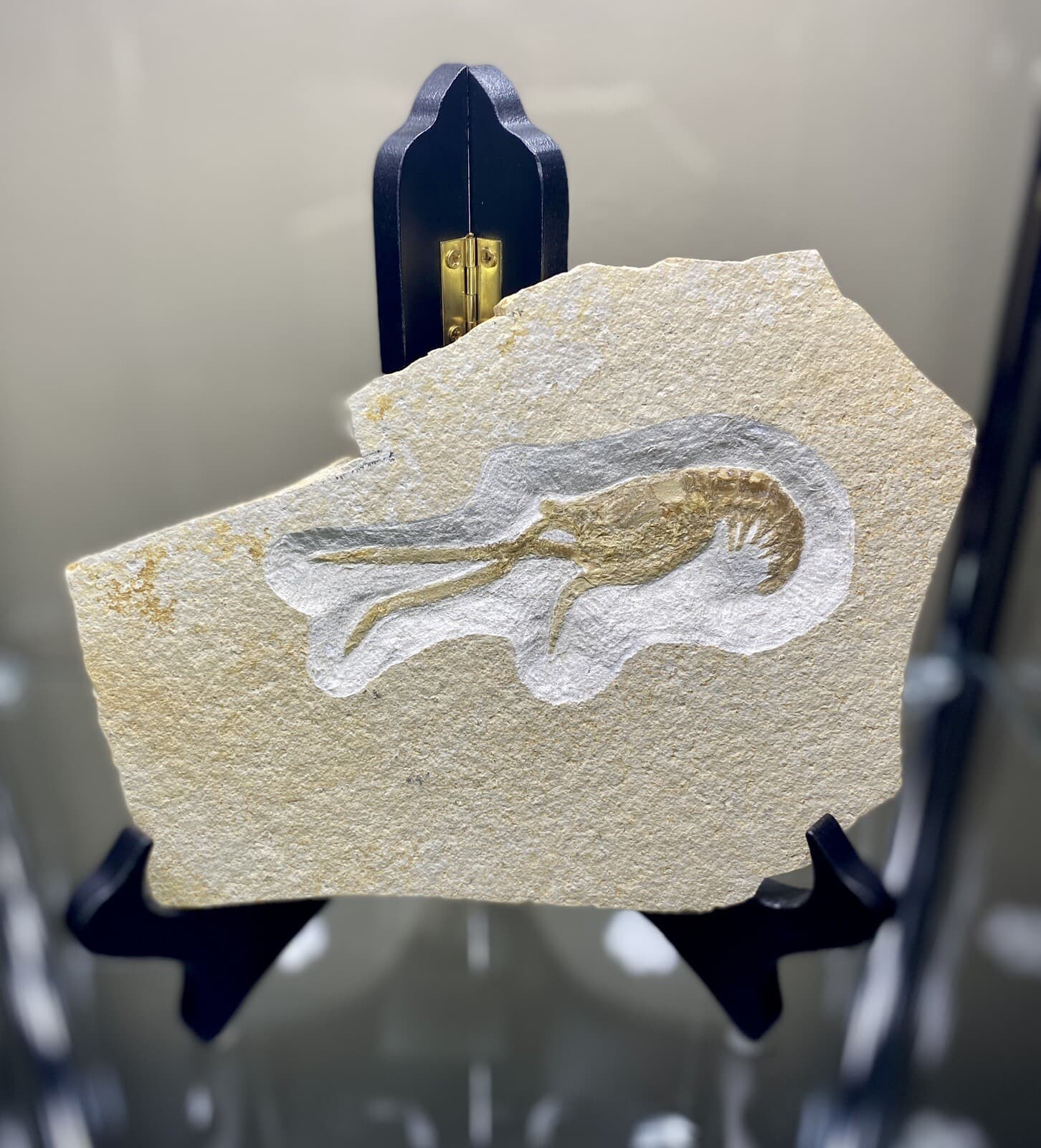 LARGE Jurassic Shrimp Fossil Mecochirus Longimanatus Solnhofen Eichstatt Germany