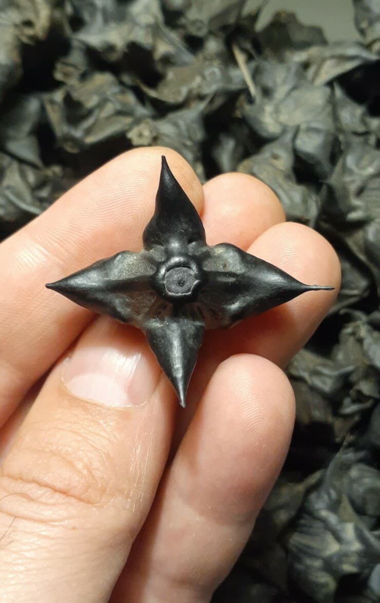 DEVILS POD, TRAPA NATANS WATER CHESTNUTS LOT OF 20 ARTS CRAFTS GRIDS PROTECTION