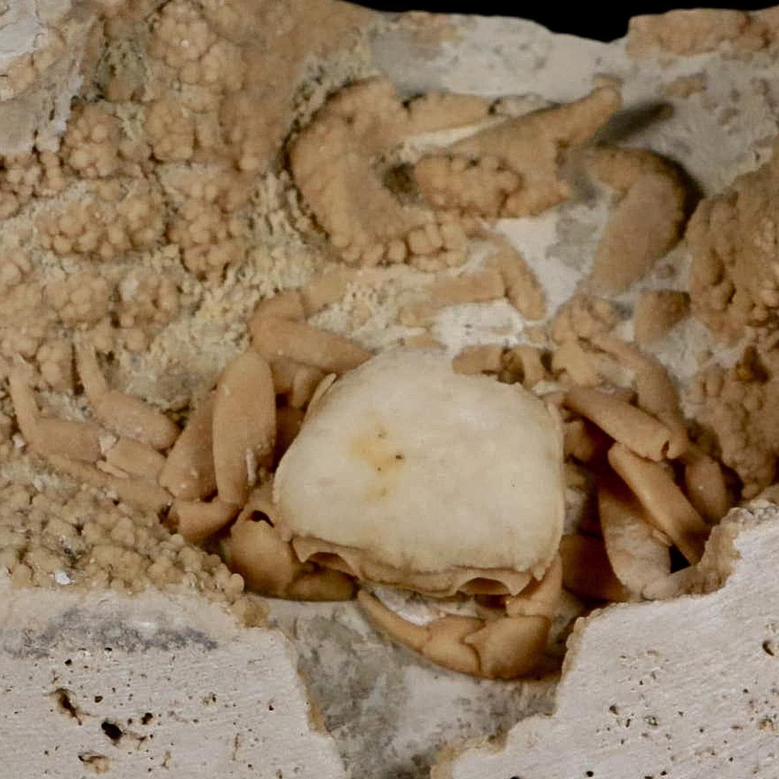 2.7" Potaman Sp Fossil Freshwater Crab In Travertine Denizli Basin Southwest