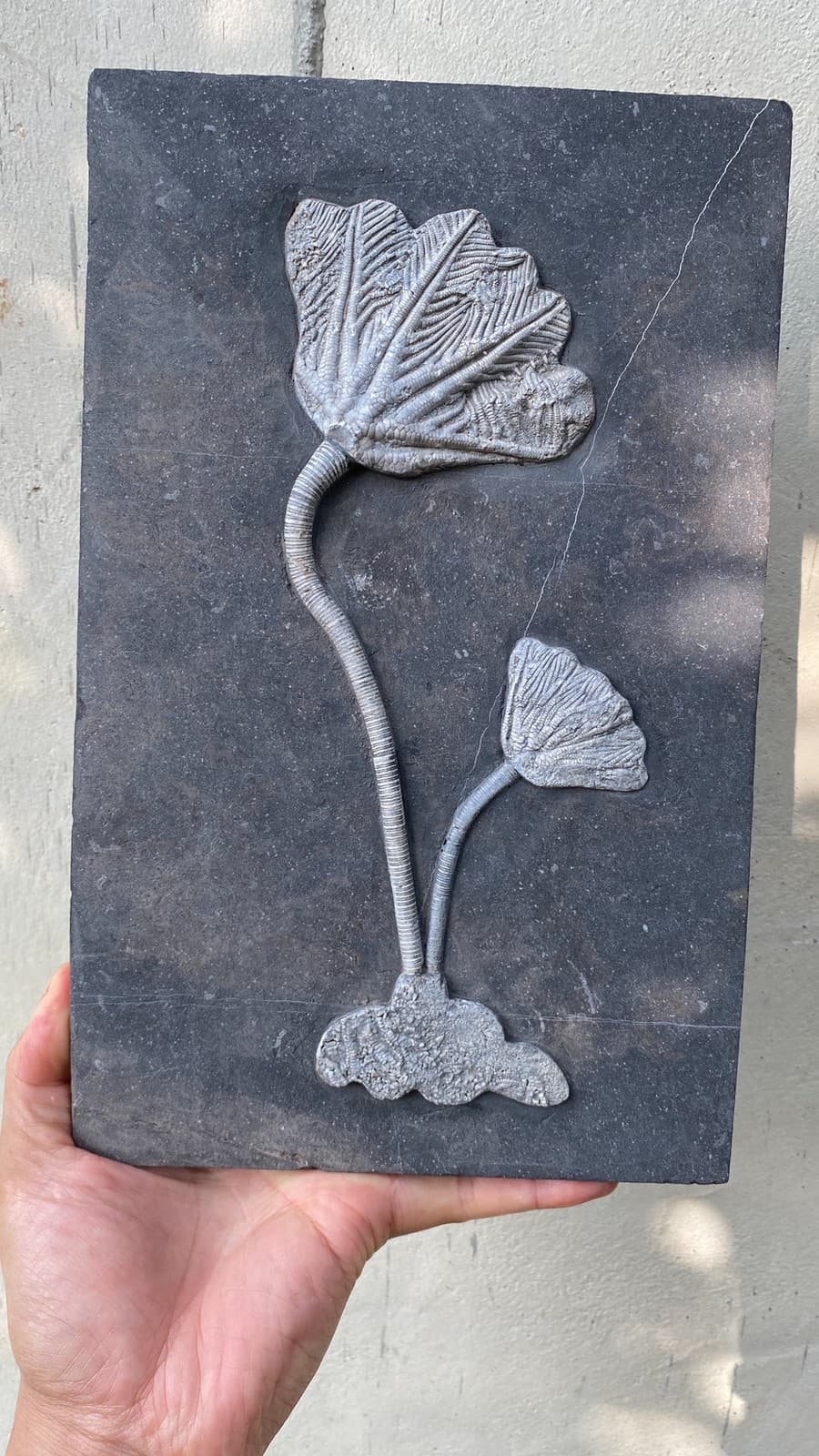 Unique and authentic paleontological fossil, sea lily fossil A701