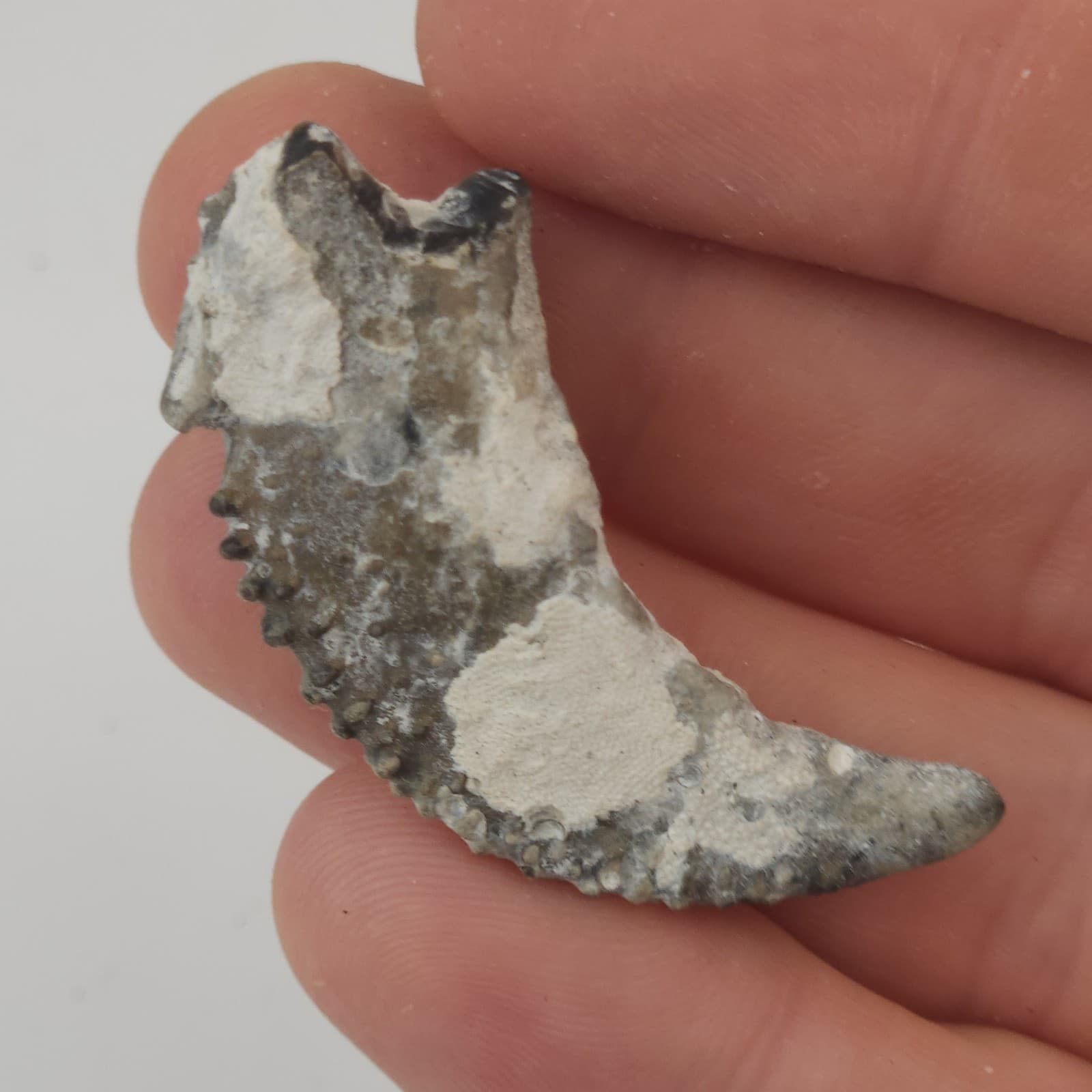Crab Claw Fossil - Florida