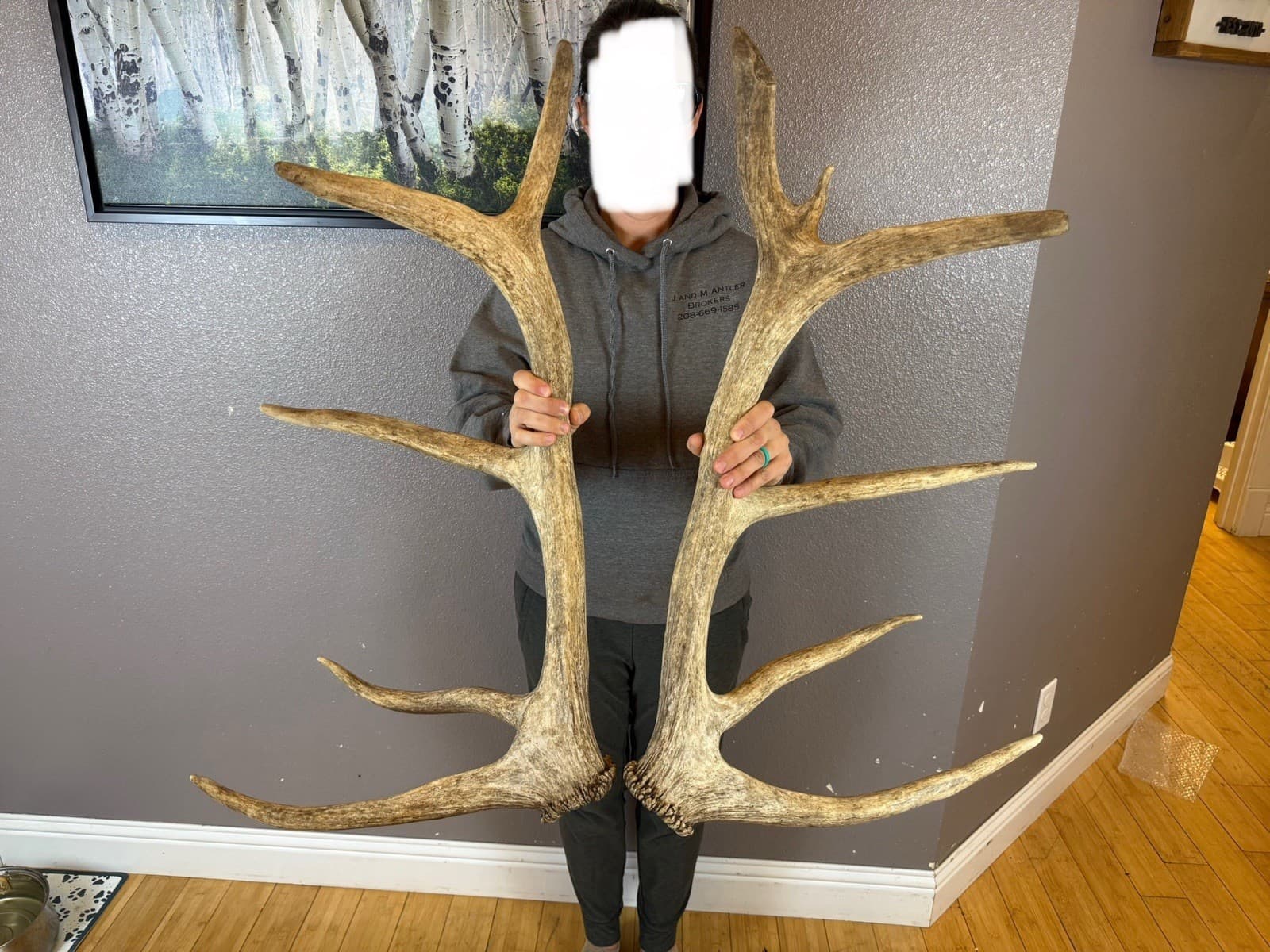 Matched Set 5x6 ELK ANTLERS Sheds IDAHO HORN DEER SHED MOOSE Rustic Decor