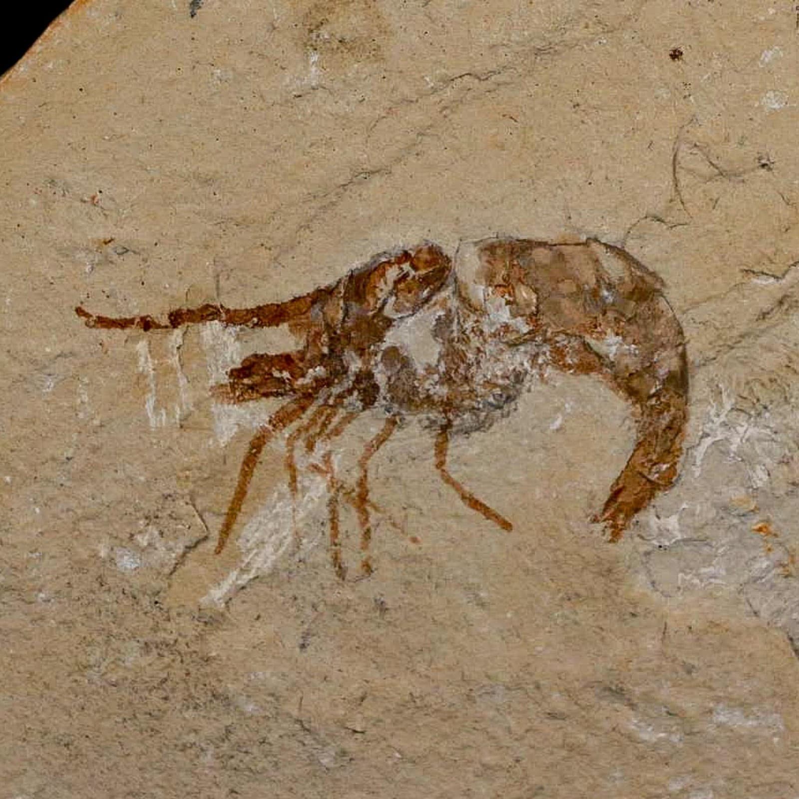 1.6" Fossil Shrimp Carpopenaeus Cretaceous Age 100 Mil Yrs Old Lebanon COA