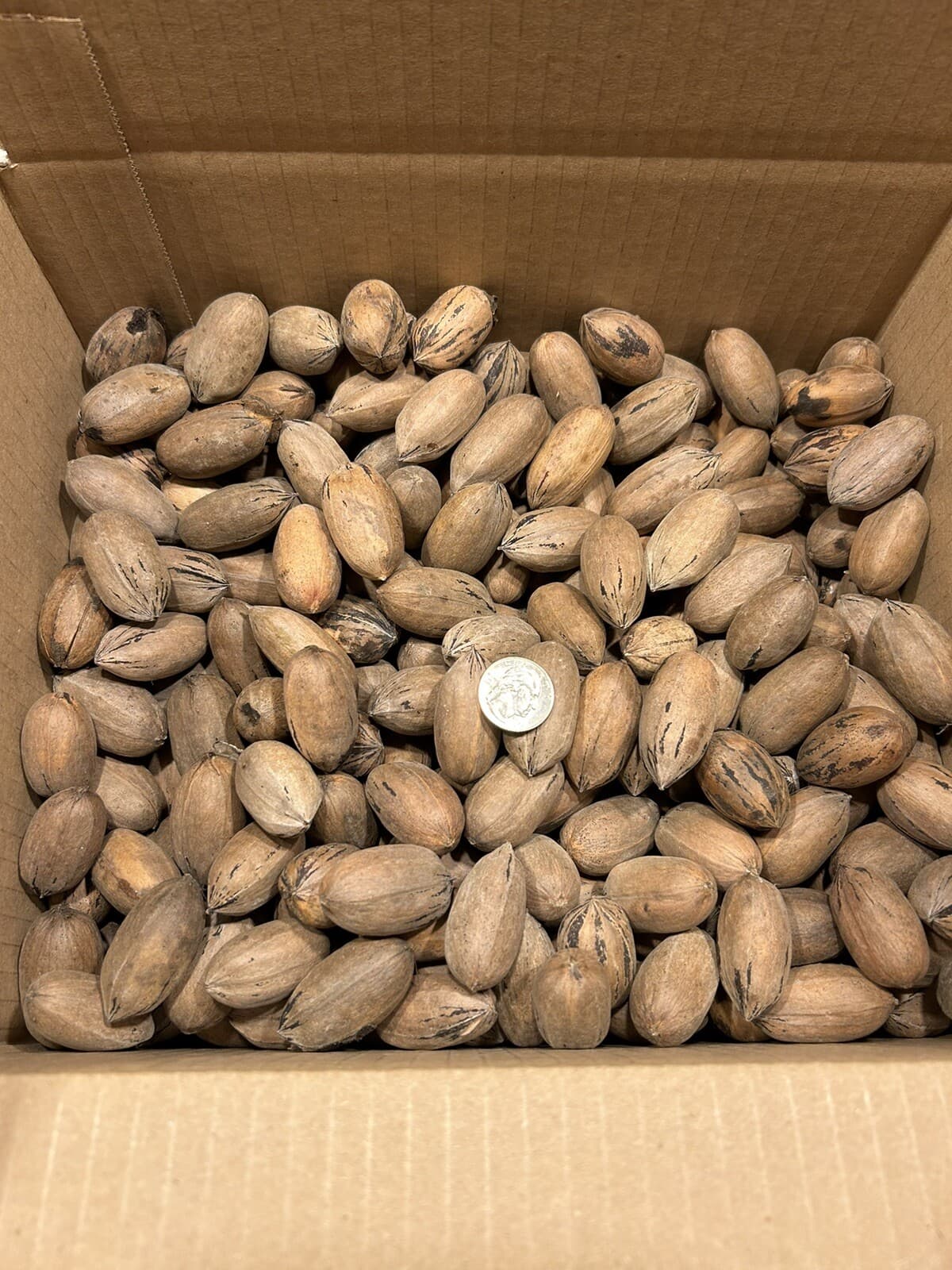 10 Lbs. Fresh 2025 Stuart Pecans In The Shell, Great For Squirrel Feed Or Baking