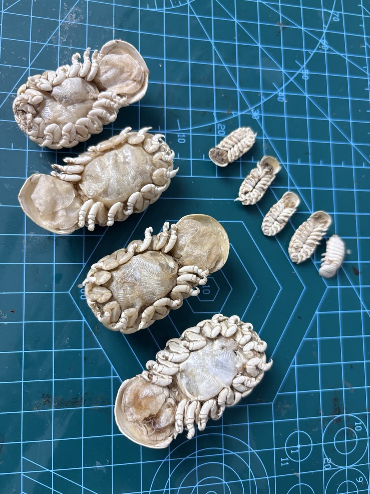 Very Rare Elthusa splendida Shark Parasite Deep Sea Isopod Taxidermy OnePair M&F