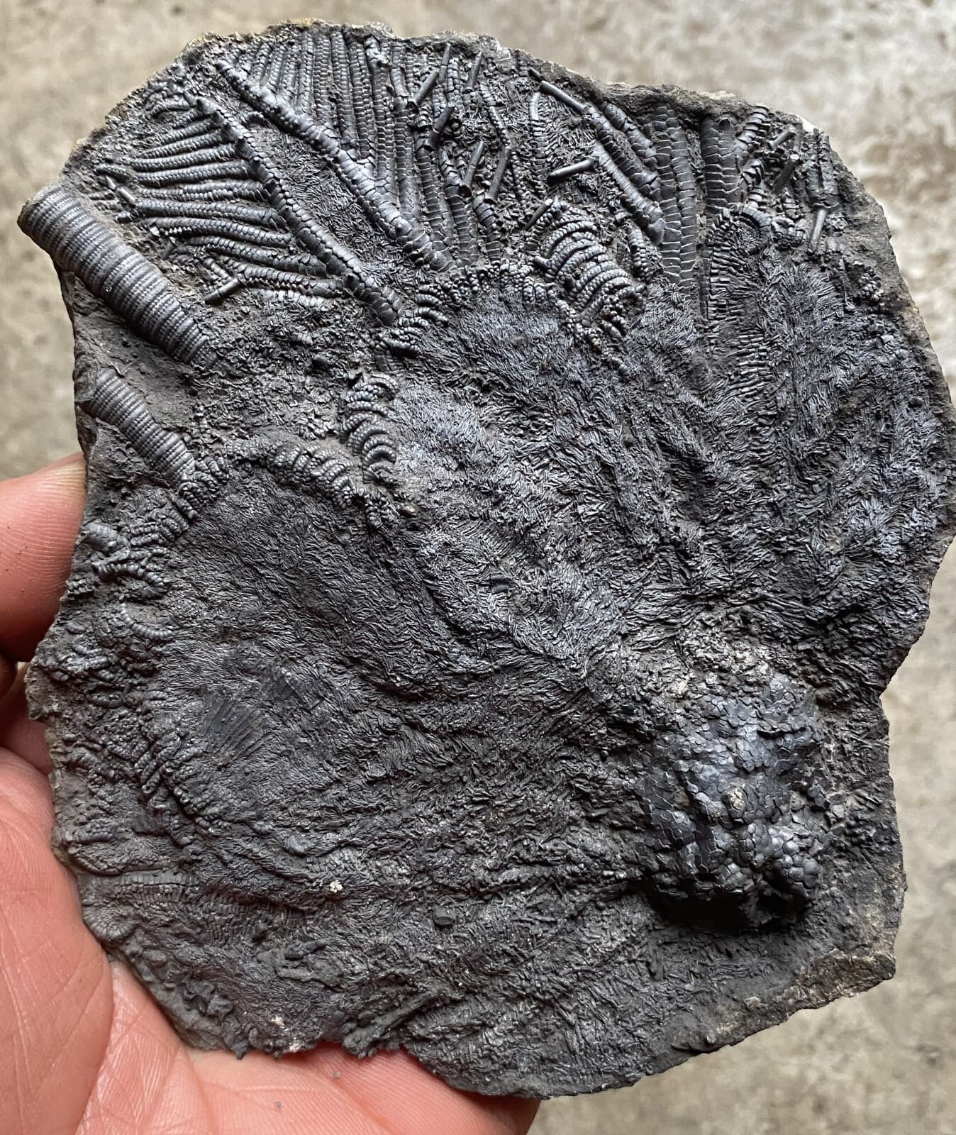 Natural Devonian prehistoric Jurassic biota crinoids Fossils
