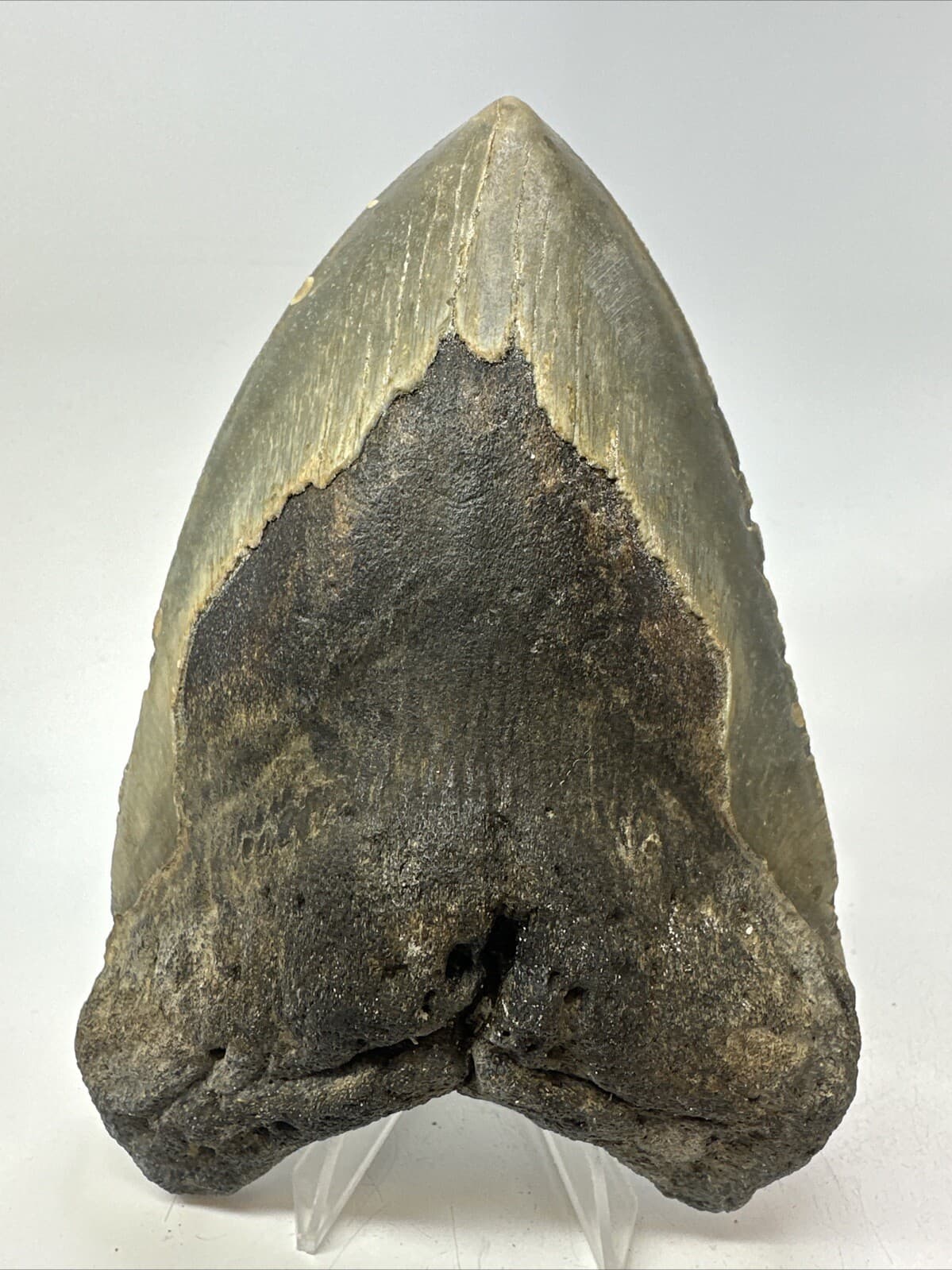 Megalodon Shark Tooth 5.62 inch - Unique Shape - Large Fossil - Authentic 18765