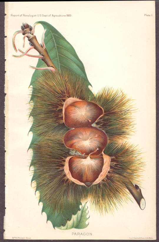 Paragon Chestnut chromolith USDA 1889 by Prestele